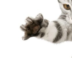 COSA SIGNIFICA SOGNARE GLI ARTIGLI DI UN GATTO